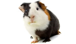 Pet-Guinea-Pig-marsvin_framifran